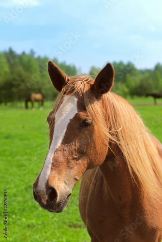 Photo: Horse Horse