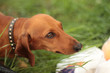 dog 18