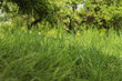 grass 2