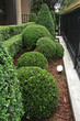buis boule 35