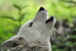 Foto: Husky Husky