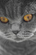 grey british short hair cat