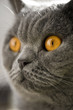 grey british short hair cat