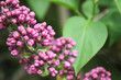lilac flower ©