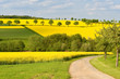 Rapsfeld im Frühling