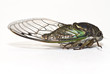 Cicada isolated on white background