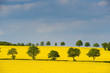 Fünf Bäume im Rapsfeld Fünf Bäume im Rapsfeld