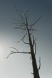 Dead tree against clear blue sky