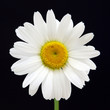 marguerite commune,leucanthemum vulgare