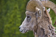 Bighorn sheep in the Canadian Rockies