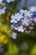 Foto: forget-me-not forget-me-not