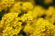 yellow blossoms ©
