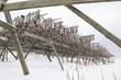 Dried cod stockfish in  Loftofen, Norway for export to Italy