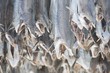 Dried cod stockfish in Loftofen, Norway for export to Italy