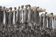 Dried cod stockfish in Loftofen, Norway for export to Italy
