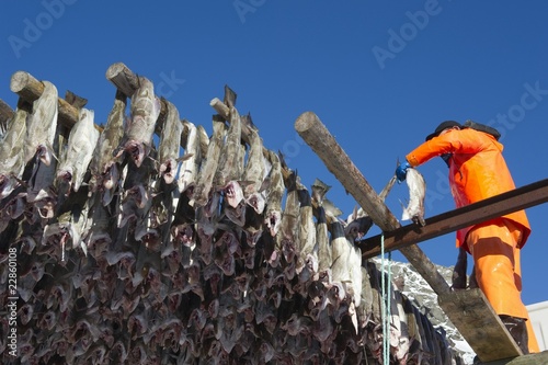 Foto: Man hanging fish on rack, Norway Man hanging fish on rack, Norway