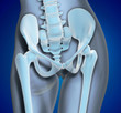 Medical Illustration Pelvis Region Medical Illustration Pelvis Region