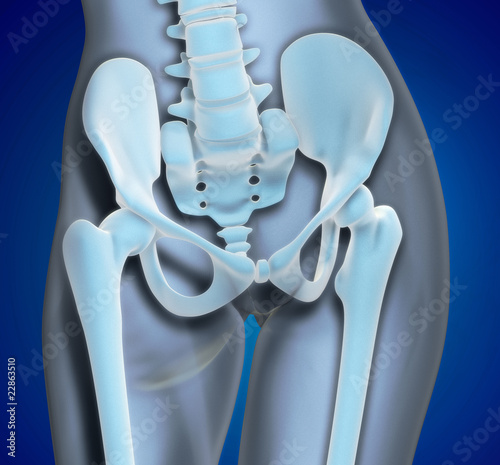 Illustration: Medical Illustration Pelvis Region Medical Illustration Pelvis Region