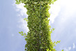 Hecke Himmel