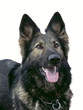 Deutscher Schäferhund