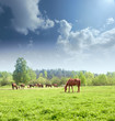 Horses