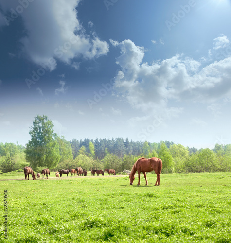 Photo: Horses Horses