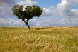 Photo: lonely tree lonely tree