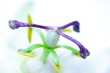 Close up of  Passiflora caerulea