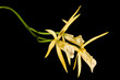 Orchid
