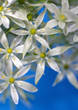 Floral background