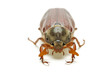 May-bug (tree beetle, Melontha Vulgaris)