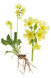 Paigle- Primula verist