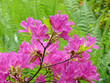 Rhododendron und Farn