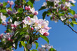 Frühling 137