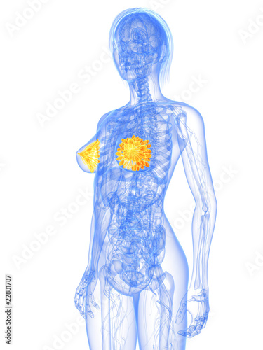 Illustration: weibliche Anatomie mit markierten Brustdrüsen weibliche Anatomie mit markierten Brustdrüsen