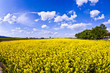 yellow rape field in spring yellow rape field in spring