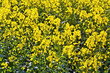 yellow rape field in spring yellow rape field in spring