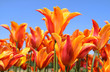 Orange Tulips Orange Tulips