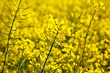 yellow rape field in spring yellow rape field in spring