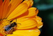 Two bugs on bright orange Calendula flower Two bugs on bright orange Calendula flower