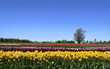 Dutch tulip garden Dutch tulip garden