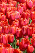 Red Tulips Red Tulips