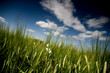 White Poppy White Poppy