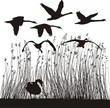 Reeds and Swan