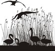 Reeds and Swan