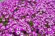 Purple Flowers
