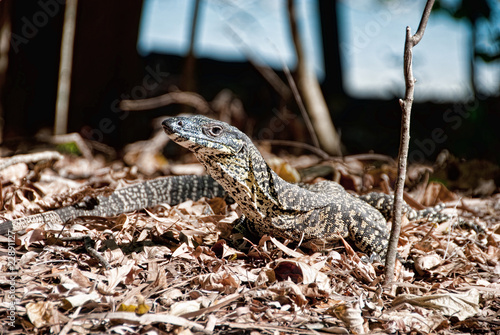 Photo: Monitor Lizard in the Whitsundays Monitor Lizard in the Whitsundays