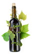 Bottle of wine in the vine on a white background