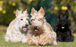troisb terriers d'Ecosse de face troisb terriers d'Ecosse de face