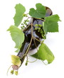 Bottle of wine with a vine.